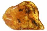 mm Fossil Ant (Formicidae) With Leaves In Baltic Amber #123417-1